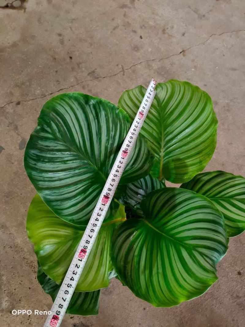 青苹果竹芋基地直销精品阴生观叶绿植盆栽当天下单当天发货