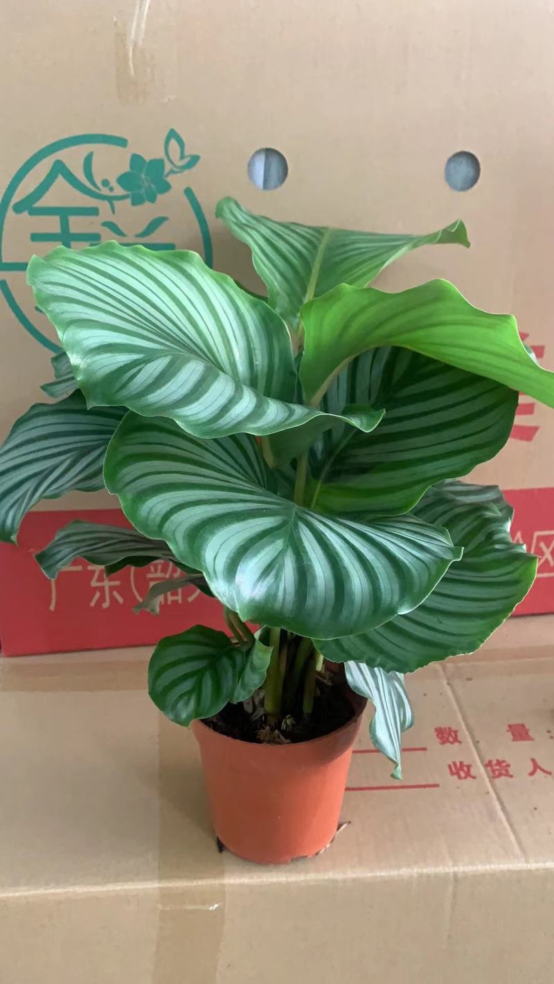 青苹果竹芋基地直销精品阴生观叶绿植盆栽当天下单当天发货