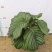 青苹果竹芋基地直销精品阴生观叶绿植盆栽当天下单当天发货