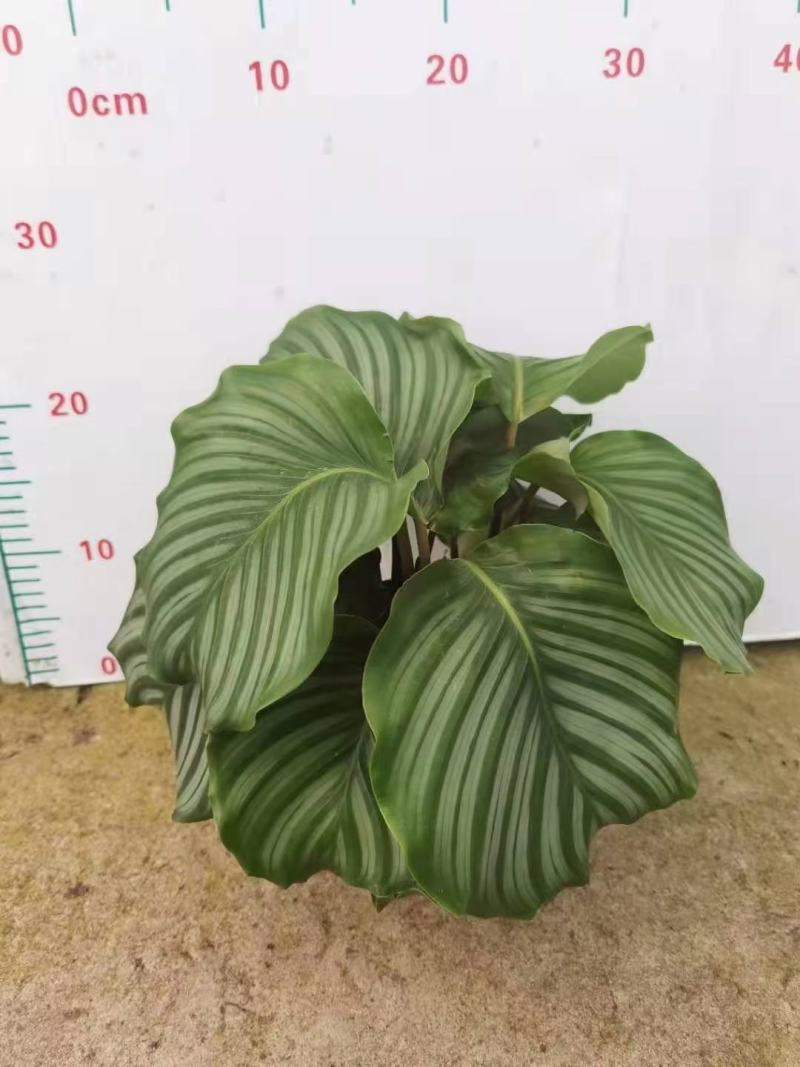 青苹果竹芋基地直销精品阴生观叶绿植盆栽当天下单当天发货