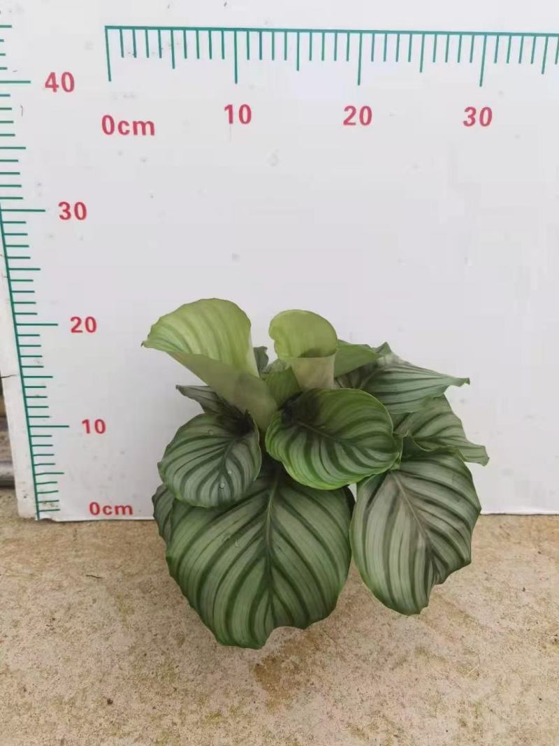 青苹果竹芋基地直销精品阴生观叶绿植盆栽当天下单当天发货