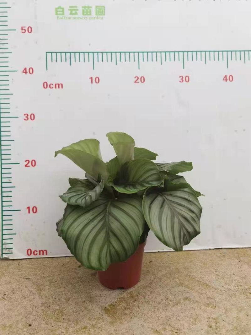 青苹果竹芋基地直销精品阴生观叶绿植盆栽当天下单当天发货