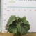 青苹果竹芋基地直销精品阴生观叶绿植盆栽当天下单当天发货
