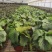 青苹果竹芋基地直销精品阴生观叶绿植盆栽当天下单当天发货