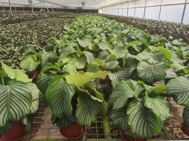 青苹果竹芋基地直销精品阴生观叶绿植盆栽当天下单当天发货