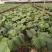青苹果竹芋基地直销精品阴生观叶绿植盆栽当天下单当天发货