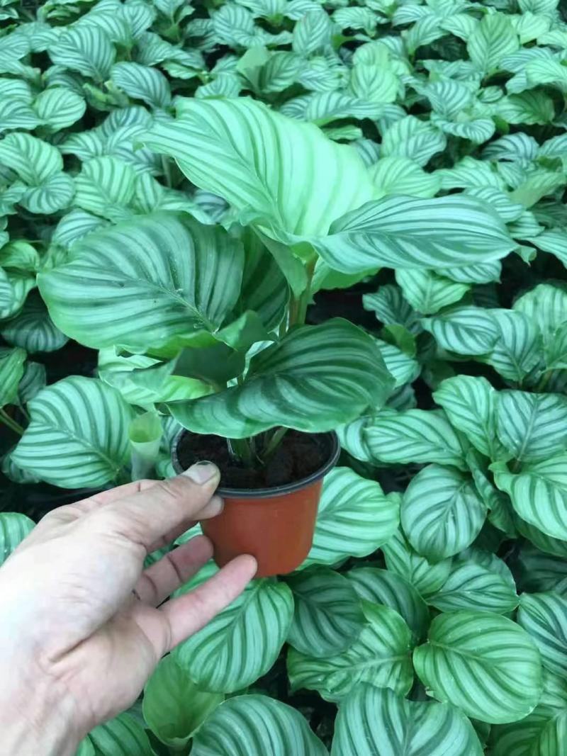 青苹果竹芋基地直销精品阴生观叶绿植盆栽当天下单当天发货