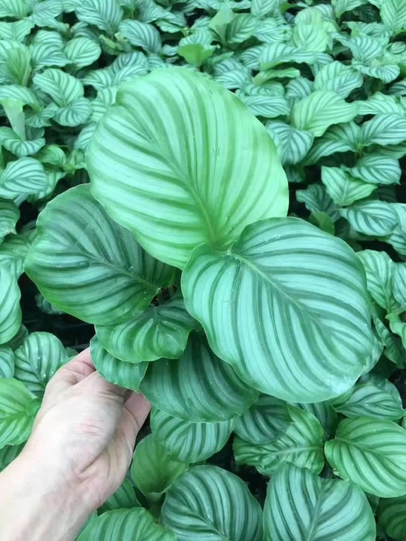 青苹果竹芋基地直销精品阴生观叶绿植盆栽当天下单当天发货