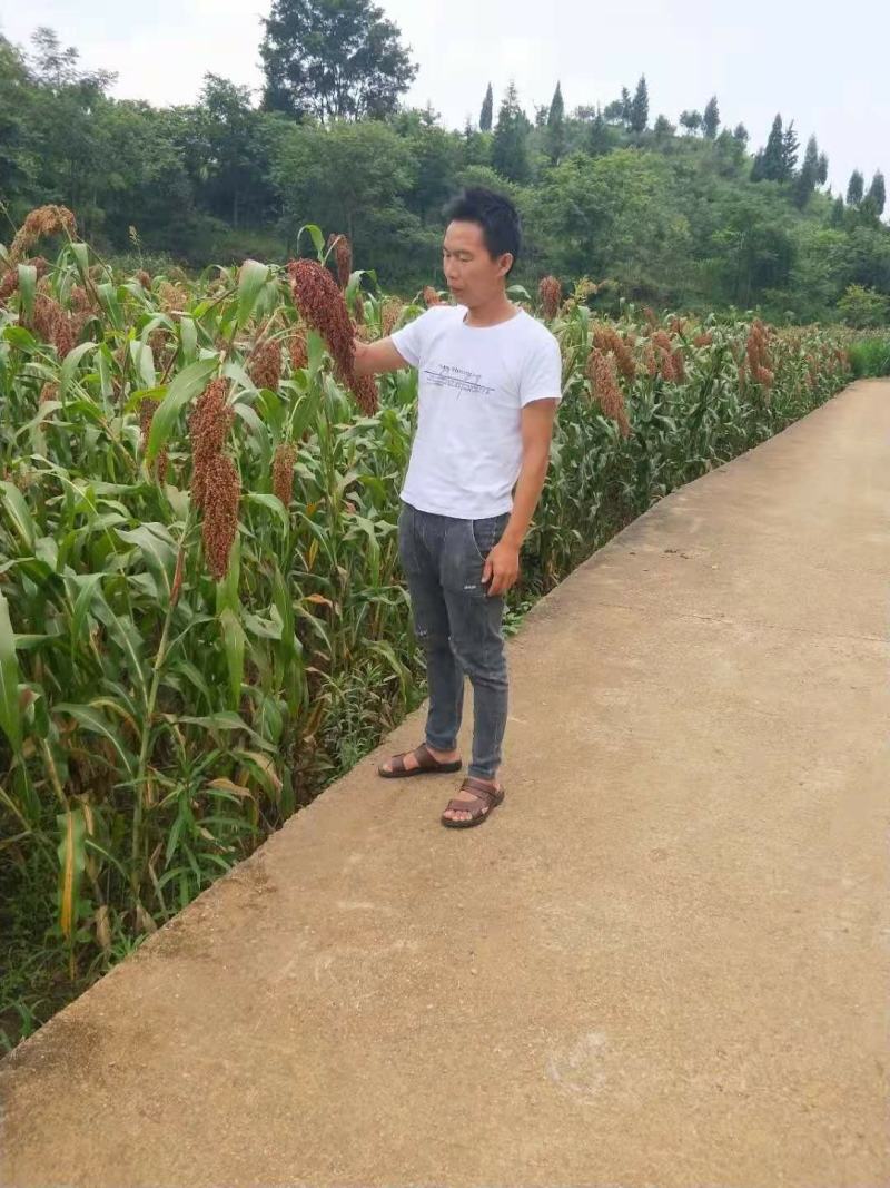 红高粱