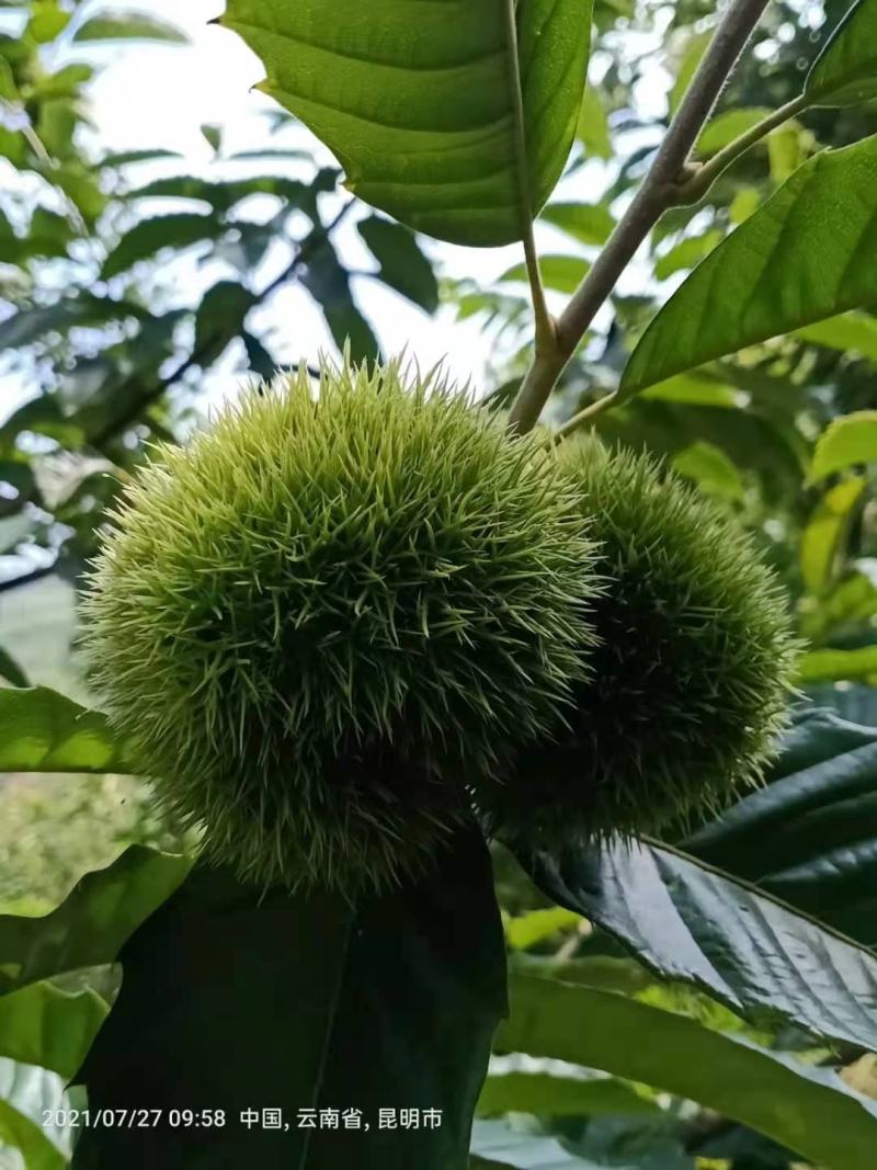 云南高原红皮板栗香面甜