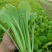 精品小白菜价格优惠