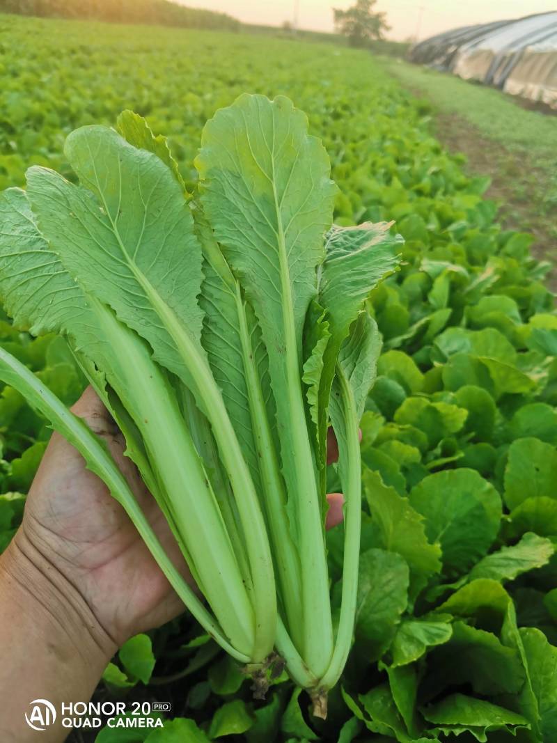 精品小白菜价格优惠