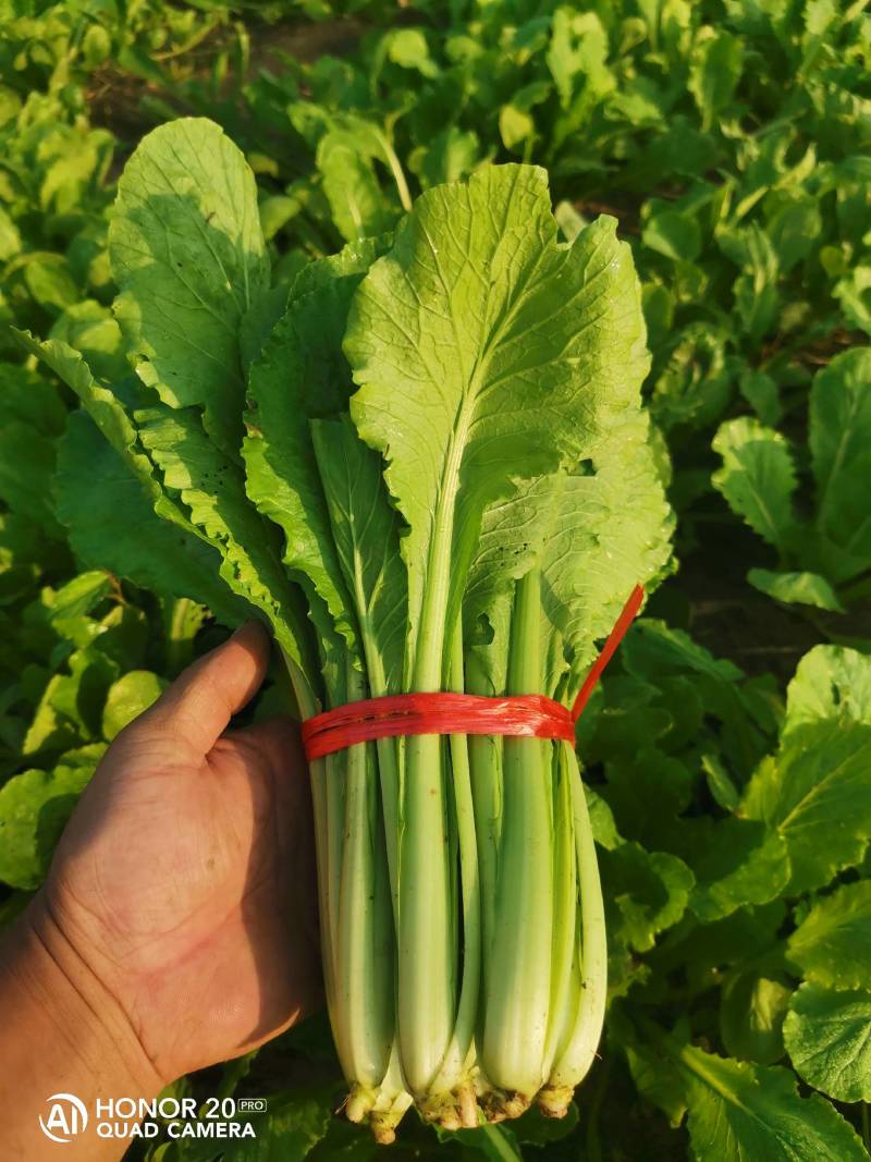 精品小白菜价格优惠