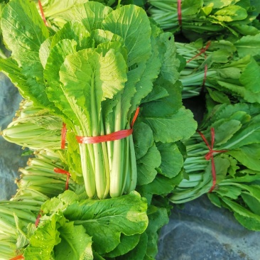 精品小白菜价格优惠