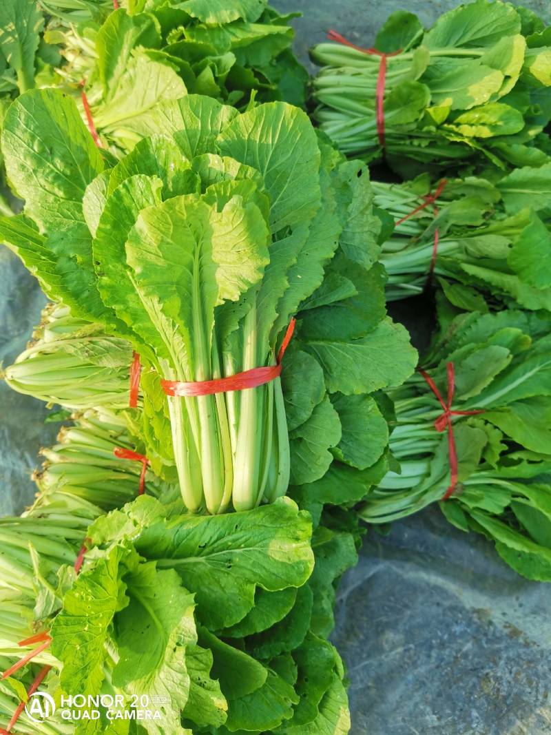 精品小白菜价格优惠