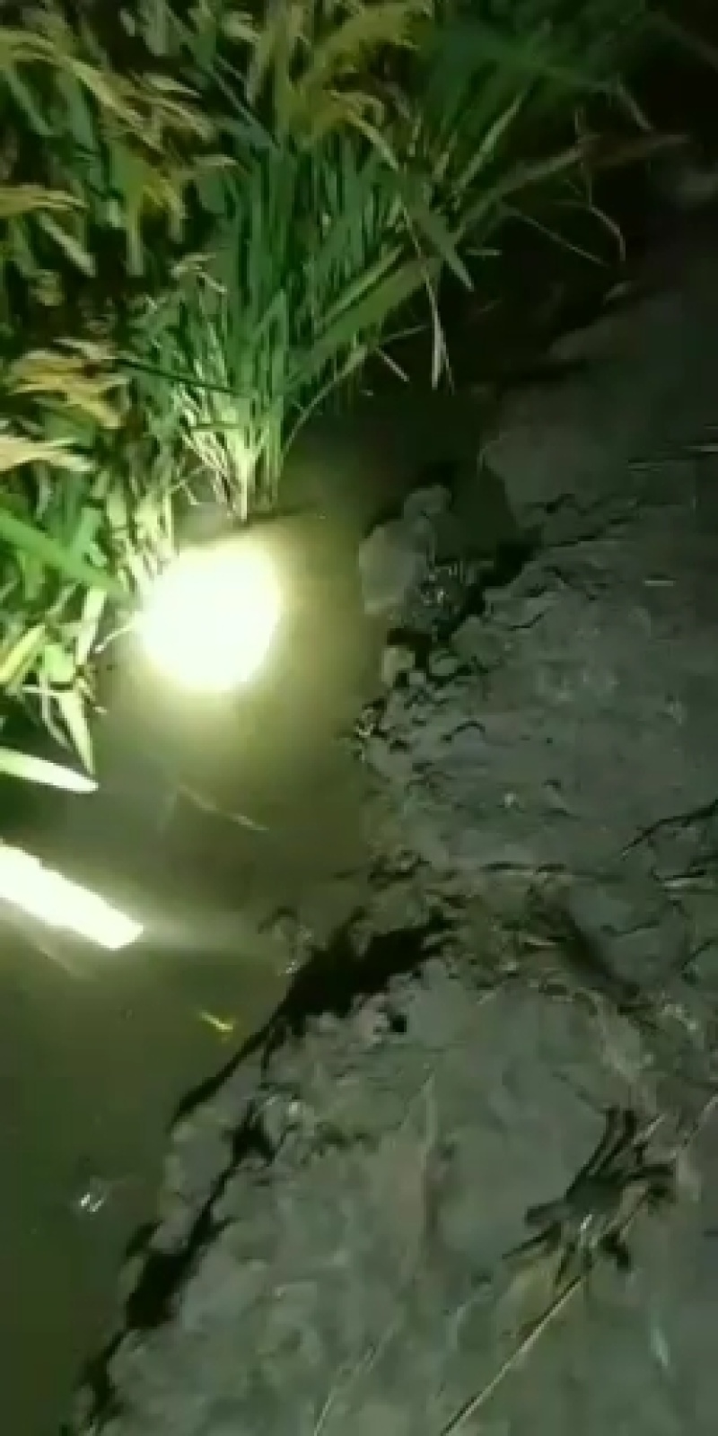 各种规格的盘锦河蟹热卖中全国邮件批发零售均可货源充足