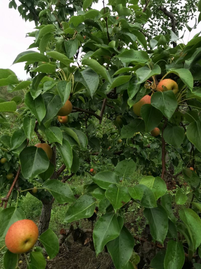 辽宁红南果梨（全红）色泽鲜艳口感清香甜脆果肉细腻。