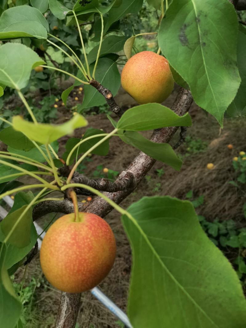辽宁红南果梨（全红）色泽鲜艳口感清香甜脆果肉细腻。