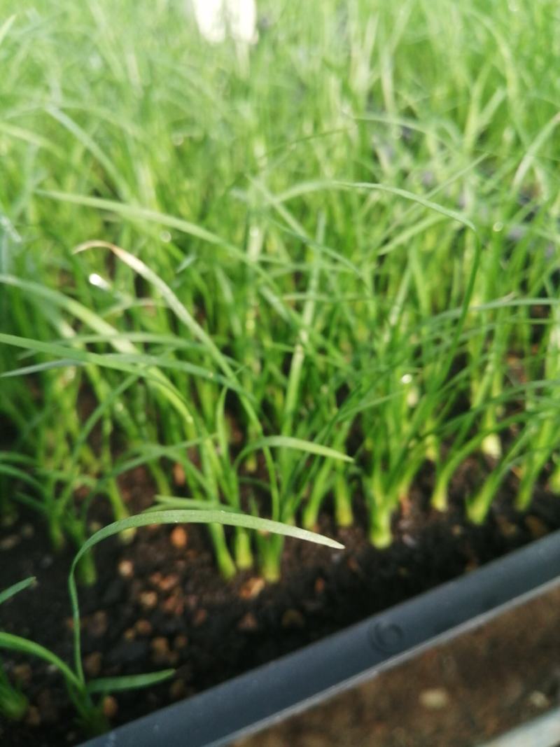 酒瓶兰，四季常青观叶盆栽植物，适合于室内外栽植