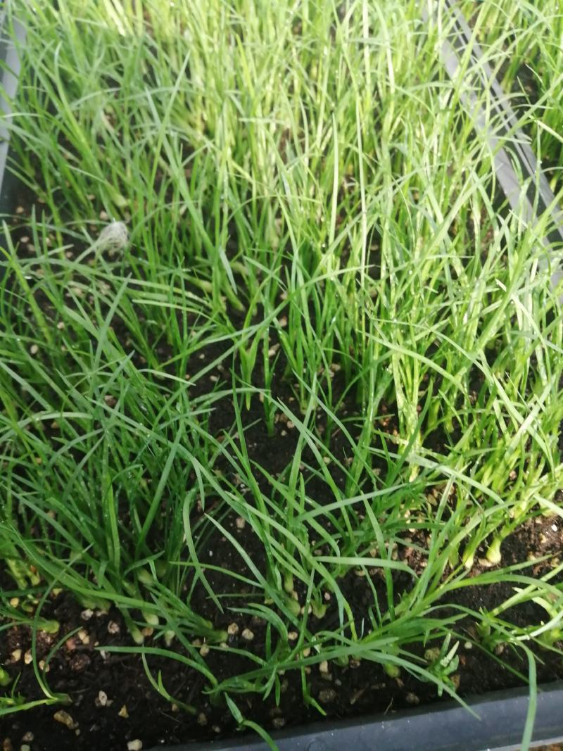酒瓶兰，四季常青观叶盆栽植物，适合于室内外栽植