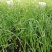 酒瓶兰，四季常青观叶盆栽植物，适合于室内外栽植