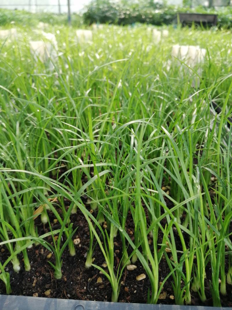 酒瓶兰，四季常青观叶盆栽植物，适合于室内外栽植