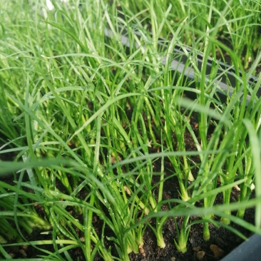 酒瓶兰，四季常青观叶盆栽植物，适合于室内外栽植