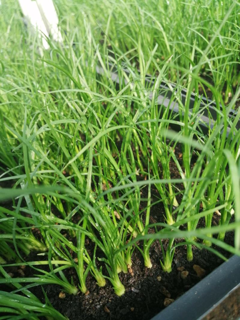 酒瓶兰，四季常青观叶盆栽植物，适合于室内外栽植