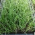 酒瓶兰，四季常青观叶盆栽植物，适合于室内外栽植
