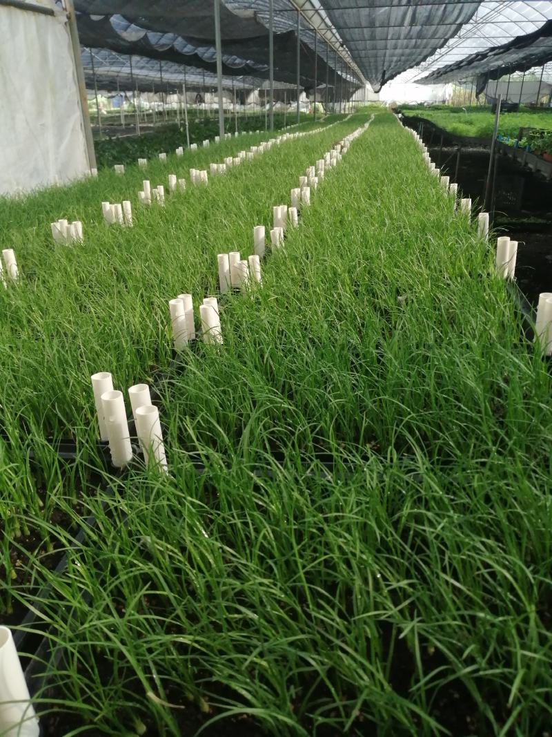 酒瓶兰，四季常青观叶盆栽植物，适合于室内外栽植