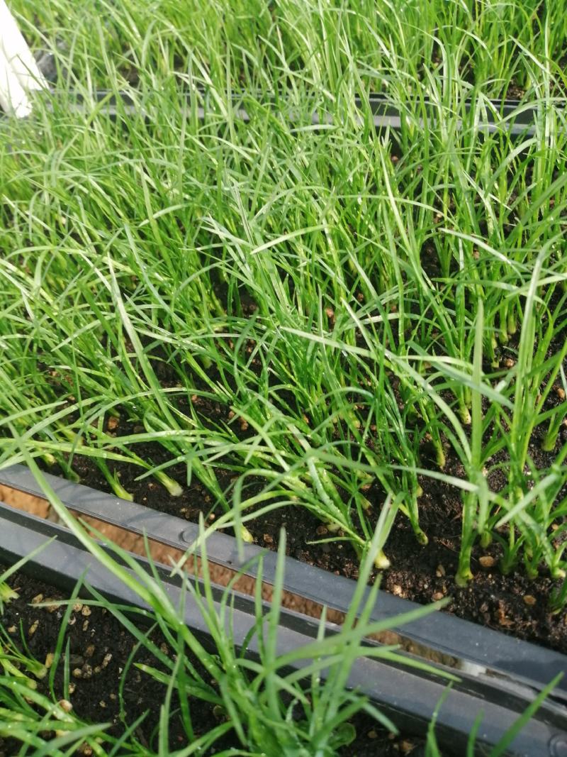 酒瓶兰，四季常青观叶盆栽植物，适合于室内外栽植