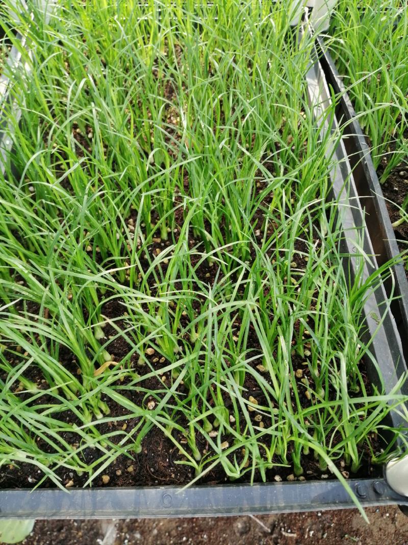 酒瓶兰，四季常青观叶盆栽植物，适合于室内外栽植