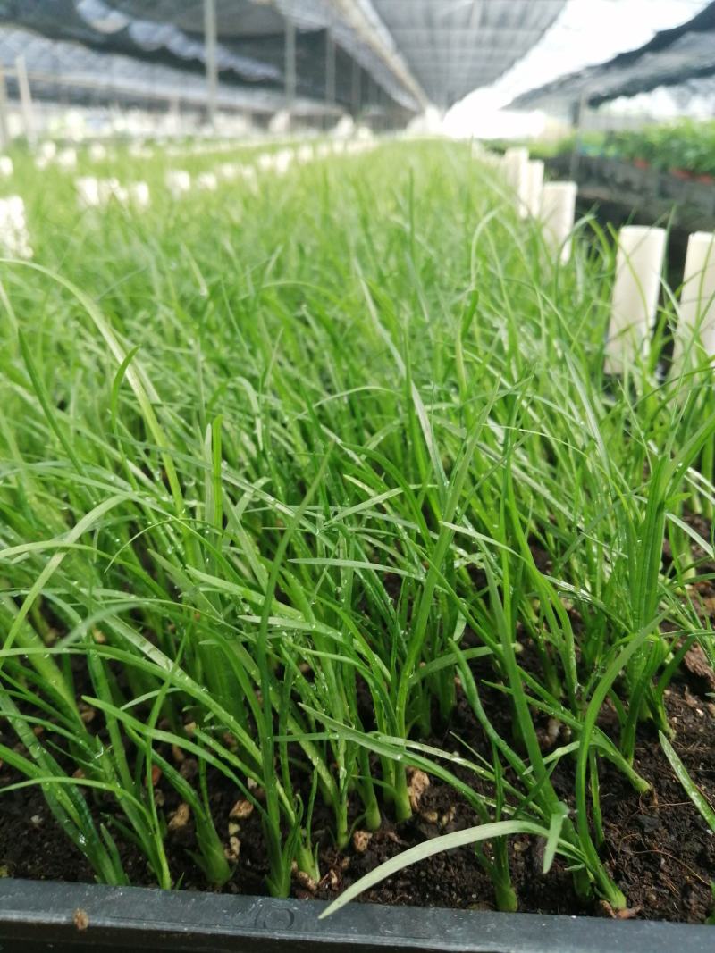 酒瓶兰，四季常青观叶盆栽植物，适合于室内外栽植