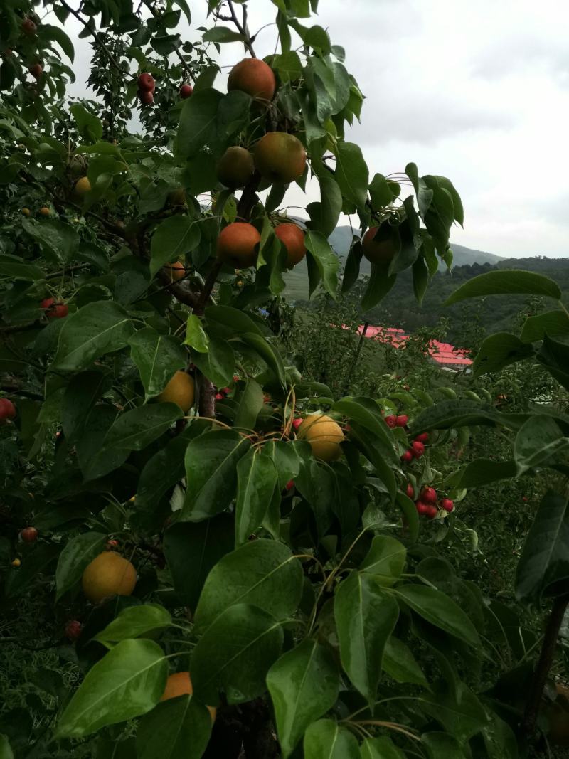 红南果梨（全红）色泽鲜艳口感清香甜脆果肉细腻耐储存。