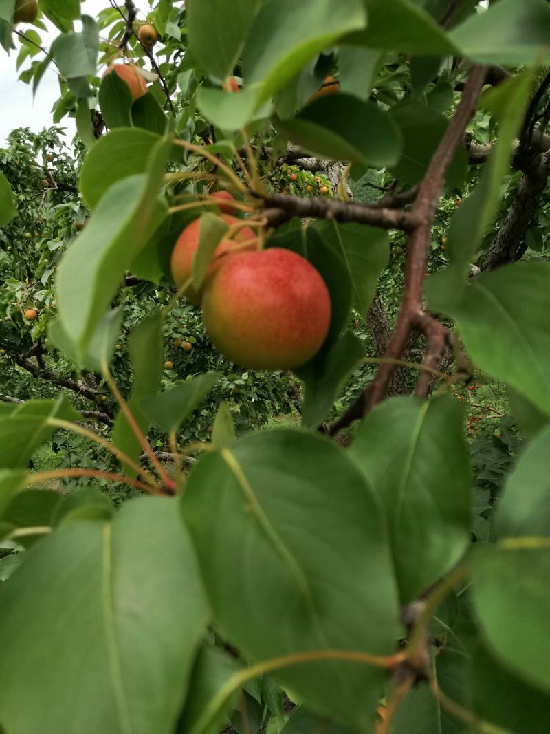 红南果梨（全红）色泽鲜艳口感清香甜脆果肉细腻耐储存。