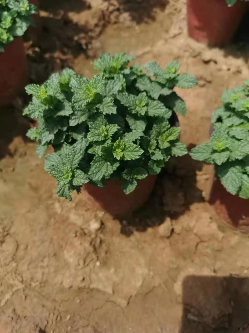 薄荷，一手货源，基地直发，量大优惠，规格齐全