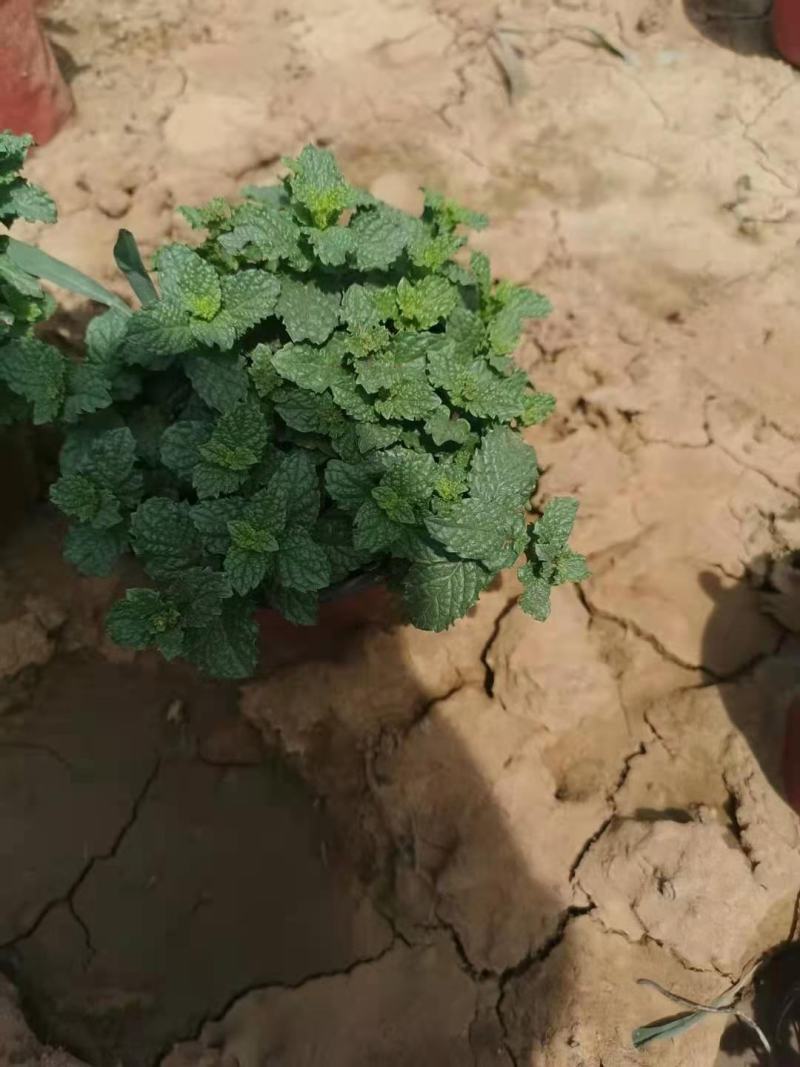 薄荷，一手货源，基地直发，量大优惠，规格齐全