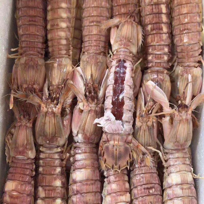 熟冻皮皮虾虾爬子活体加工（只只包肥）/盒装包肥