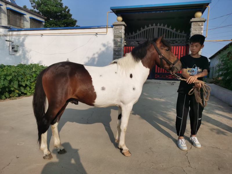 自家养殖的乘骑矮马，颜色齐全，欢迎全国各地朋友，前来选购