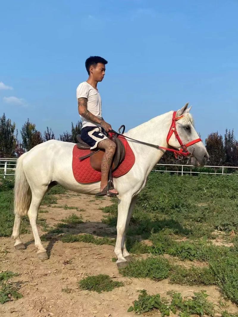 自家养殖的乘骑矮马，颜色齐全，欢迎全国各地朋友，前来选购