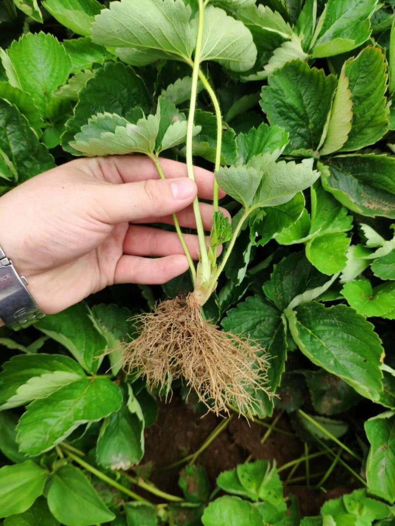 甜查理草莓苗甜查理草莓苗抗病性强脱毒甜查理草莓苗