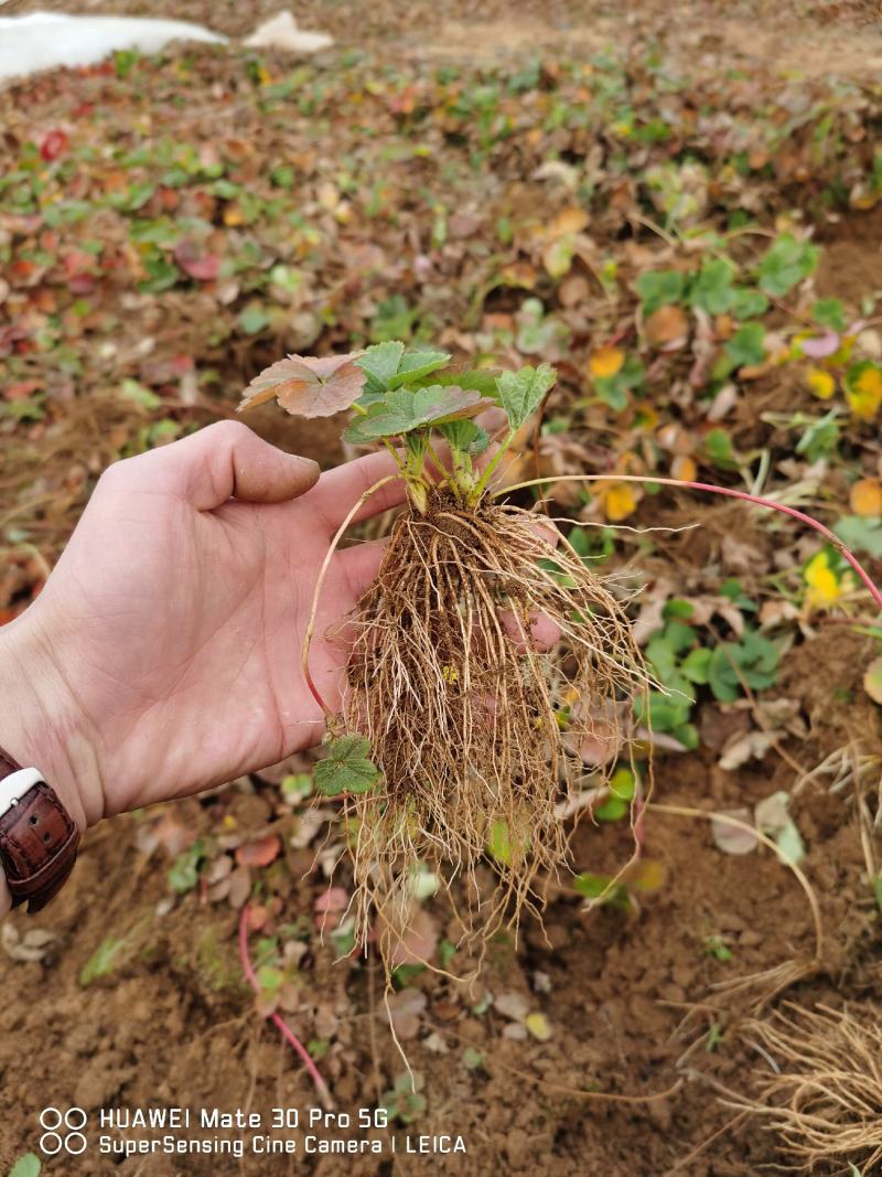 甜查理草莓苗甜查理草莓苗抗病性强脱毒甜查理草莓苗