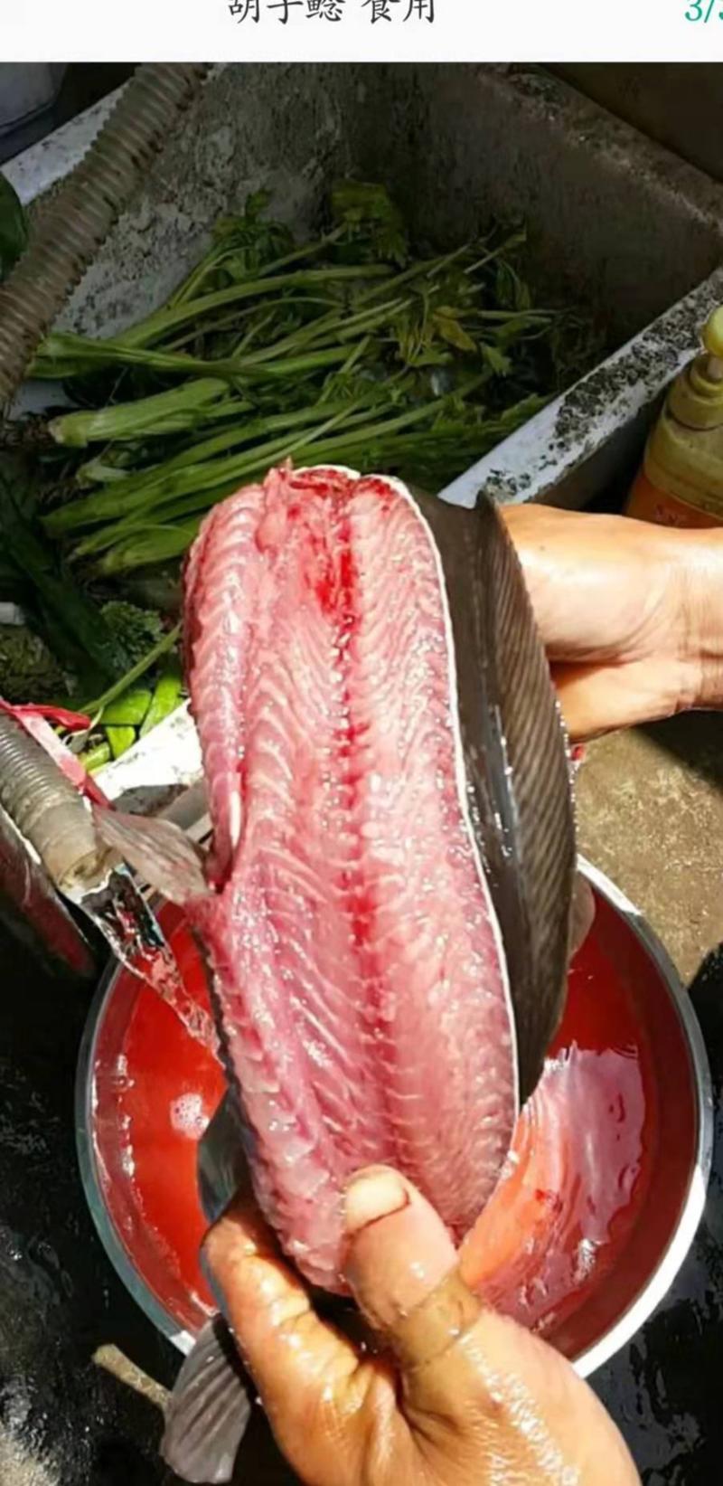 八须胡子鲶鱼常年出售，全年有货，三斤以上都有