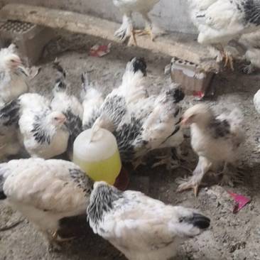 梵天鸡又名婆罗门鸡大体观赏鸡养殖