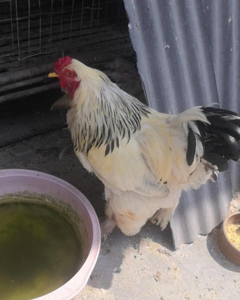 梵天鸡又名婆罗门鸡大体观赏鸡养殖