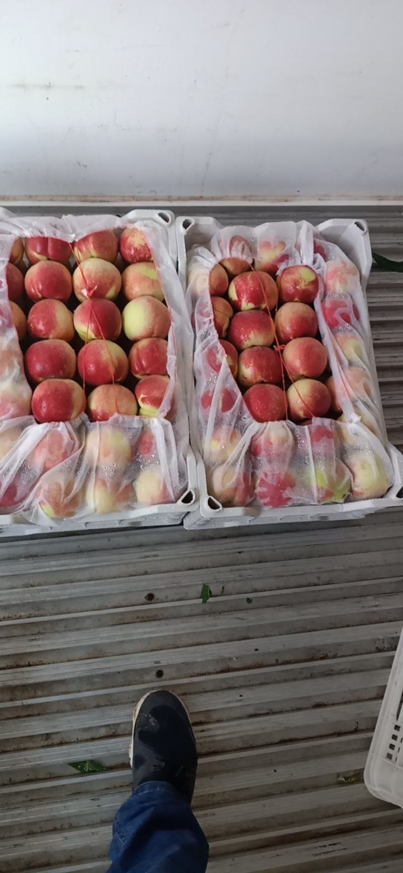 青州蜜桃全红蜜山东毛桃离核毛桃嵩山蜜