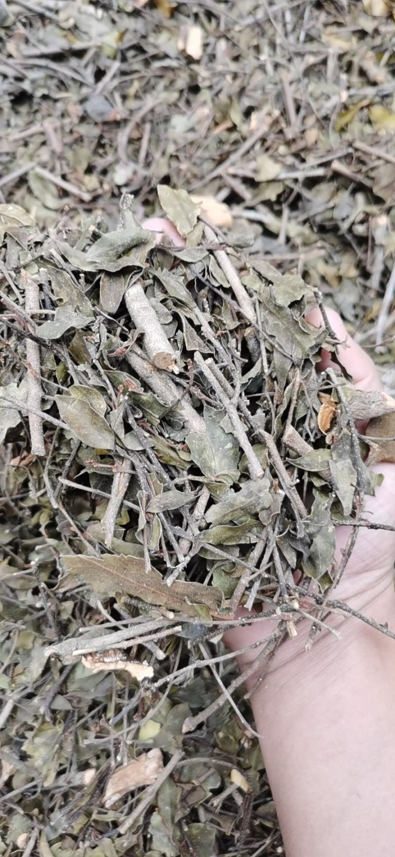 桑寄生正品广西本地桑寄生规格齐全产地直销量大从优