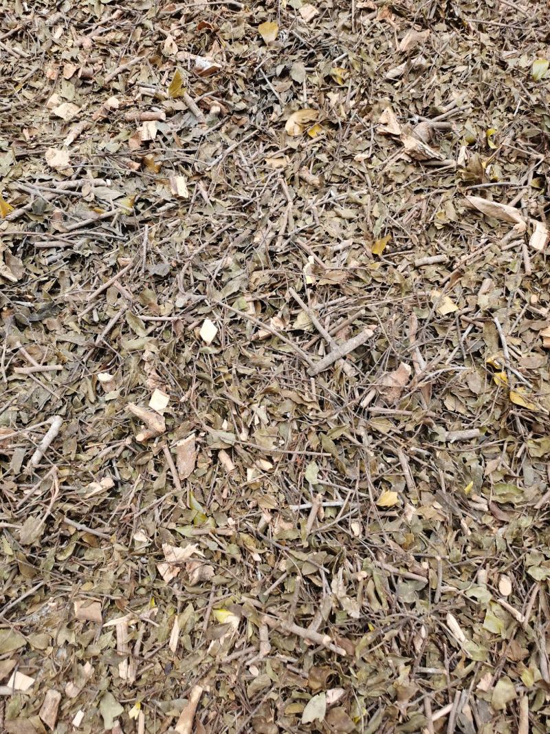 桑寄生正品广西本地桑寄生规格齐全产地直销量大从优
