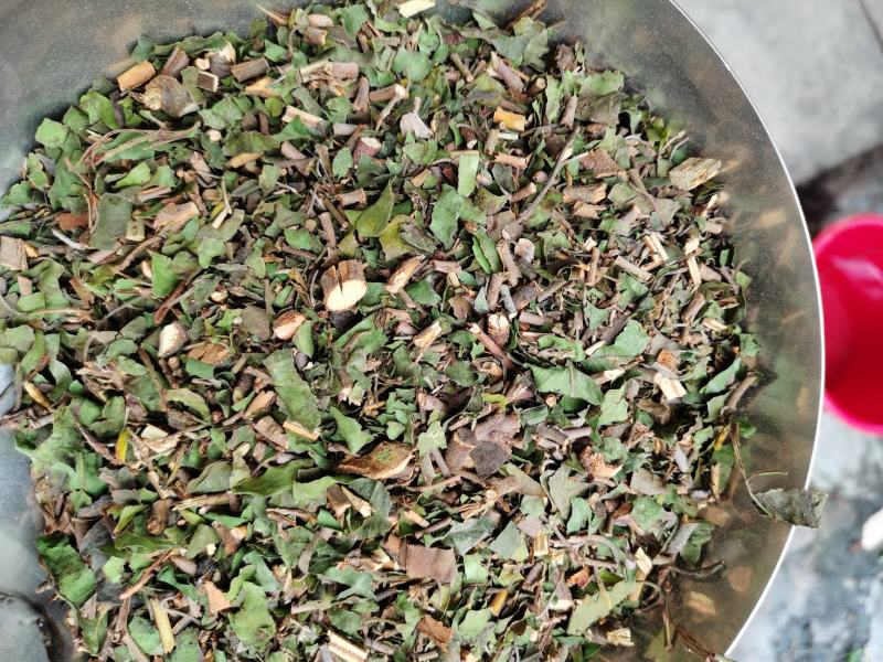 桑寄生正品广西本地桑寄生规格齐全产地直销量大从优