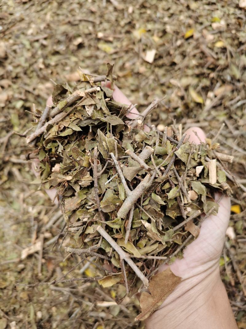 桑寄生正品广西本地桑寄生规格齐全产地直销量大从优